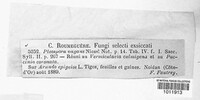 Septoriella vagans image